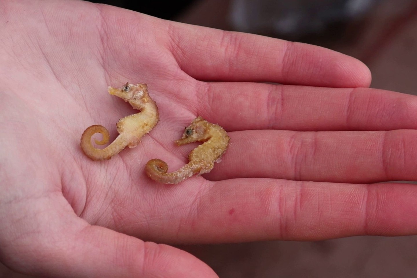 Diese zwei Kurzschnäuzigen Seepferdchen («Hippocampus hippocampus») wurden auf Wangerooge gefunden.