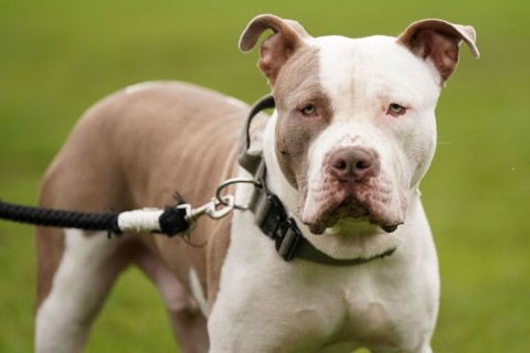 Halterin in London von eigenen Hunden totgebissen
