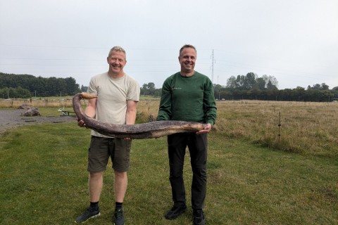 Anderthalb Meter langer Walpenis auf Bornholm angespült