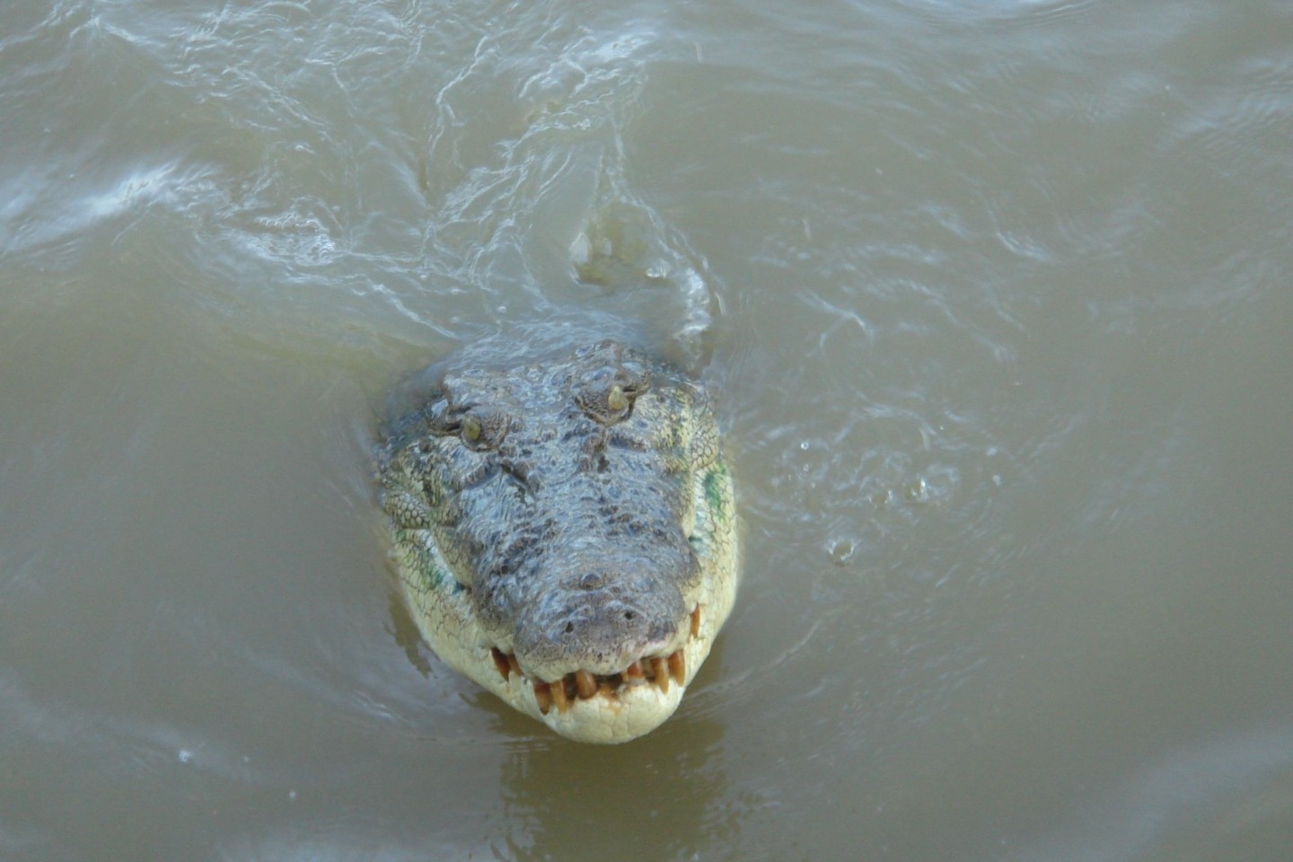 Salzwasserkrokodile gelten als extrem aggressiv. (Archivbild)