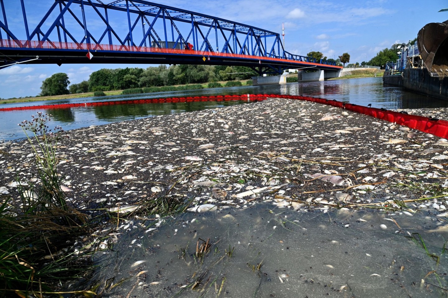 Tote Fische schwimmen an der Wasseroberfläche des deutsch-polnischen Grenzflusses Oder.