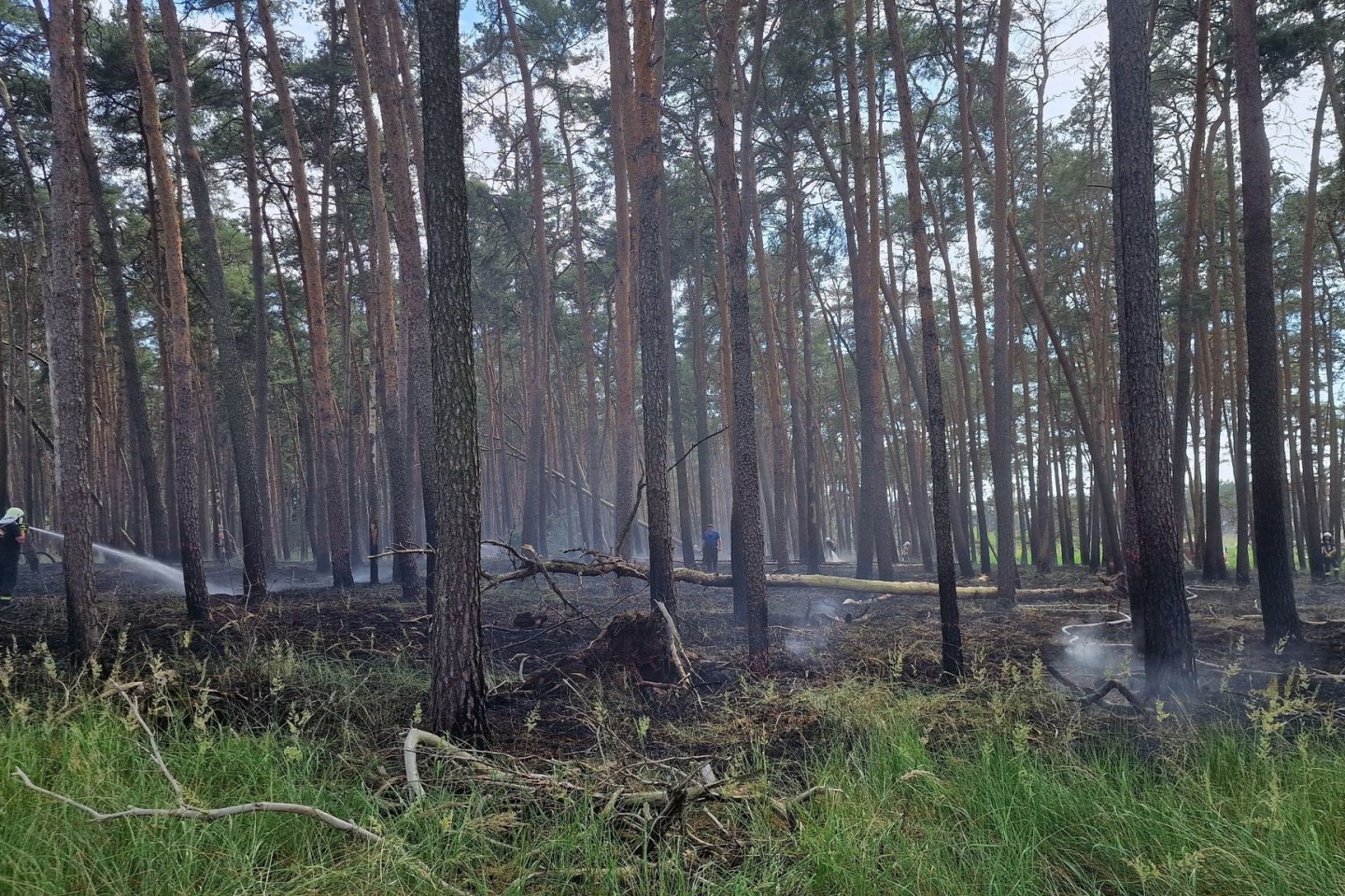 Feuerwehrleute löschen Glutnester eines Brandes in der Nähe von Bad Belzig in Brandenburg.