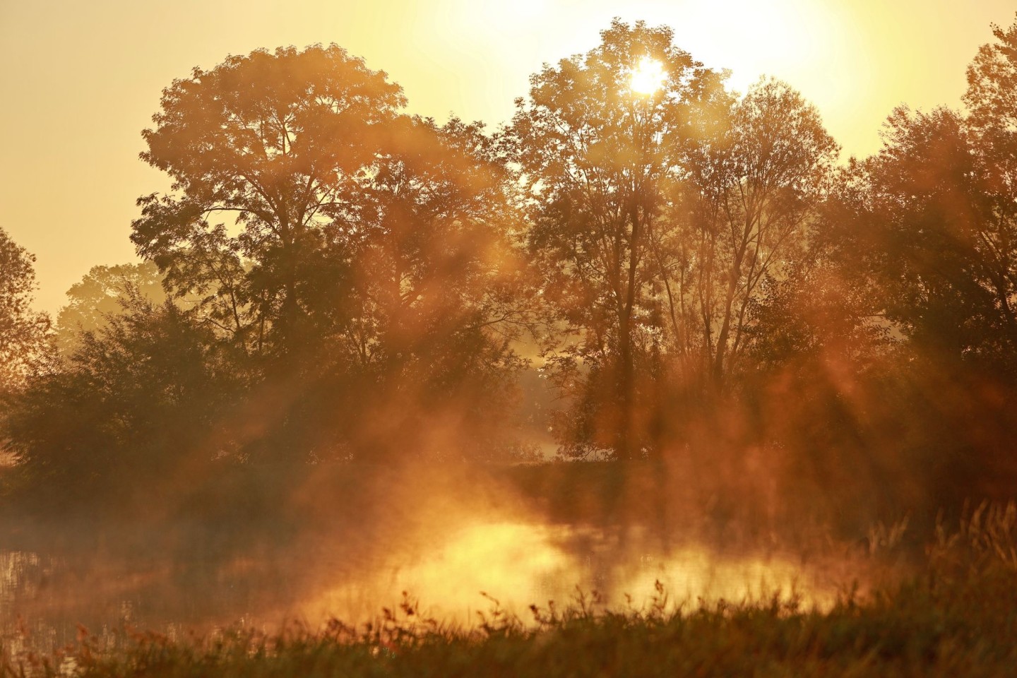 Nebel bildet sich im Licht der aufgehenden Sonne über den Veckenstedter Fischteichen im Nordharz.