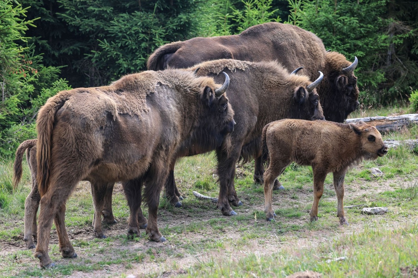 Wie es mit der Wisent-Herde weitergeht, ist unklar.