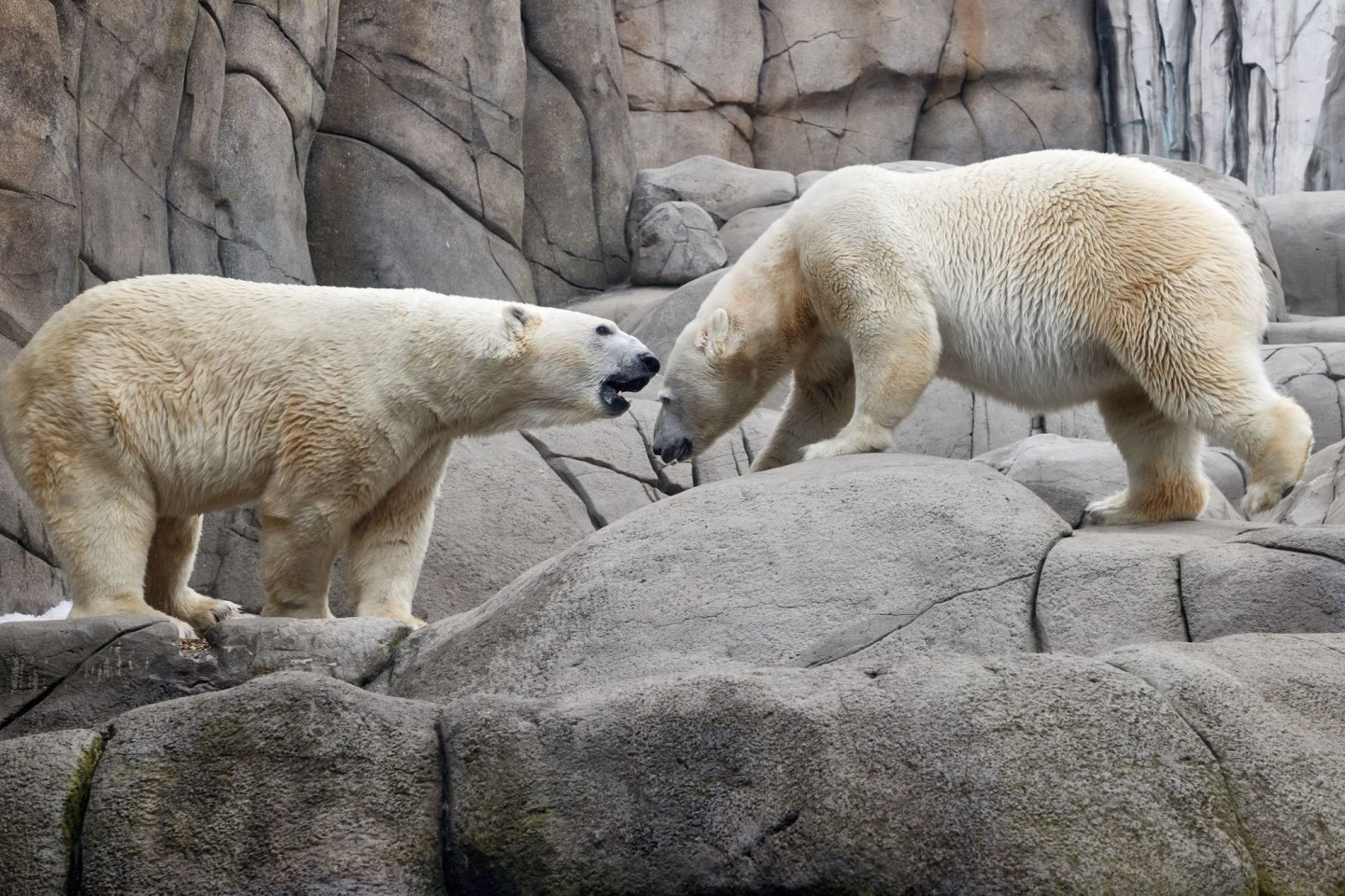 Die Eltern Victoria (r) und Kap im Gehege des Hamburger Tierparks Hagenbeck. (Archiv)