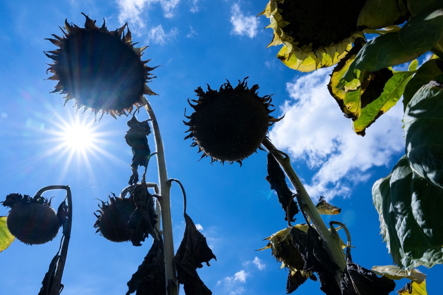 Vertrocknete Sonnenblumen auf einem Feld. Das sich anbahnende Wetterphänomen El Niño verheißt nach Einschätzung von Experten nichts Gutes in Sachen Temperaturrekorde.