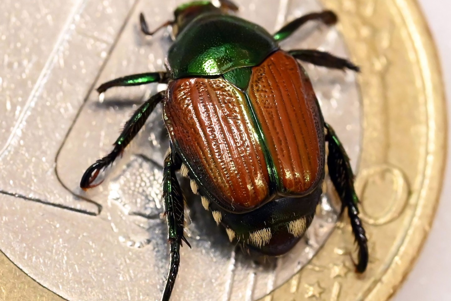 Der Japankäfer ist eine invasive Art mit enormem Schadpotenzial. Nun wurden einzelne Tiere in Baden-Württemberg gefunden. (Archivbild)