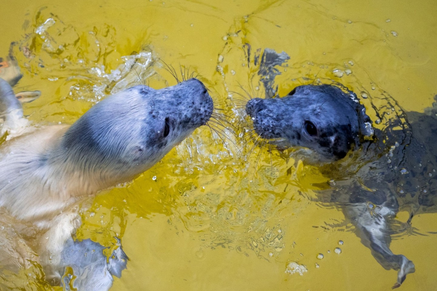 Die Kegelrobbenweibchen Hätti (l) und Toni in der Seehundstation Friedrichskoog.