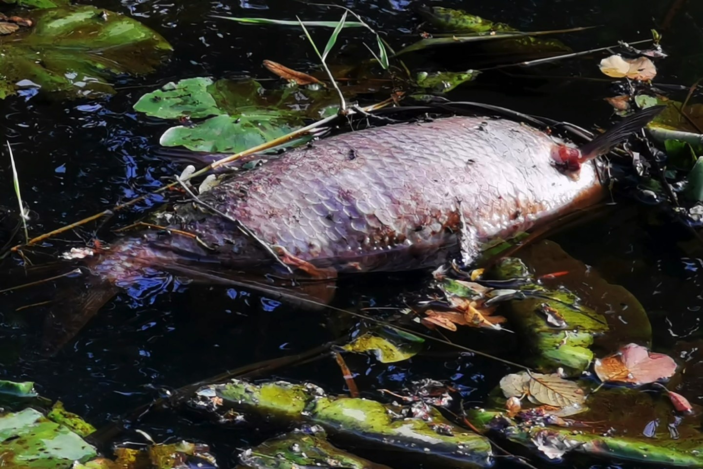 Rätselhaftes Fischsterben,Hessel,Sassenberg,Warendorf,Milte,