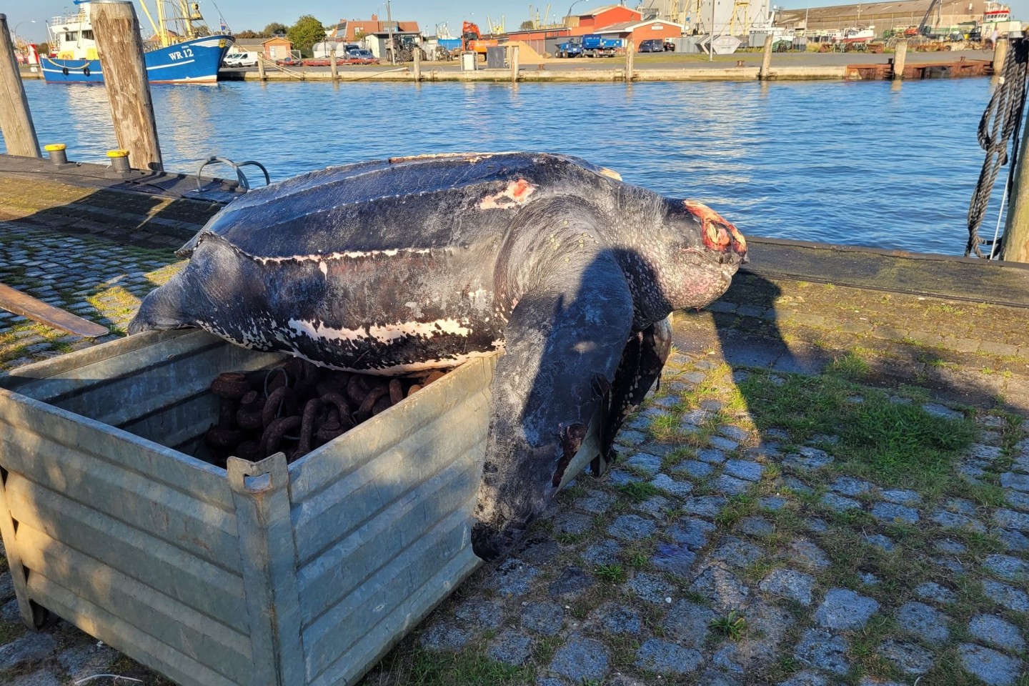 Eine verendete Lederschildkröte liegt auf einer Kiste im Hafen von Büsum.