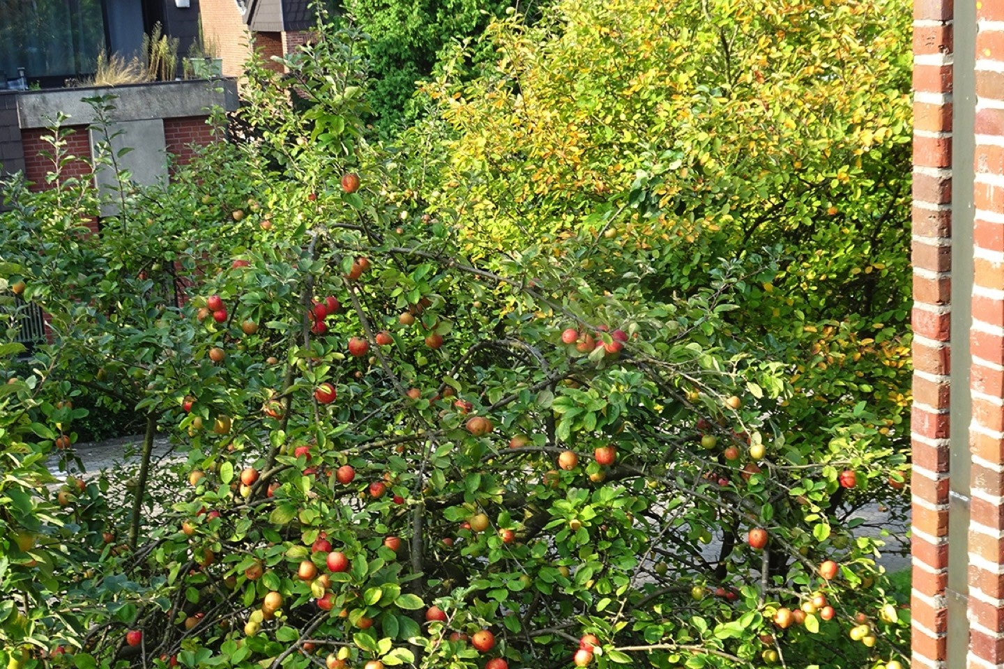 Obst,selber pflücken,Everswinkel,Obstbaum