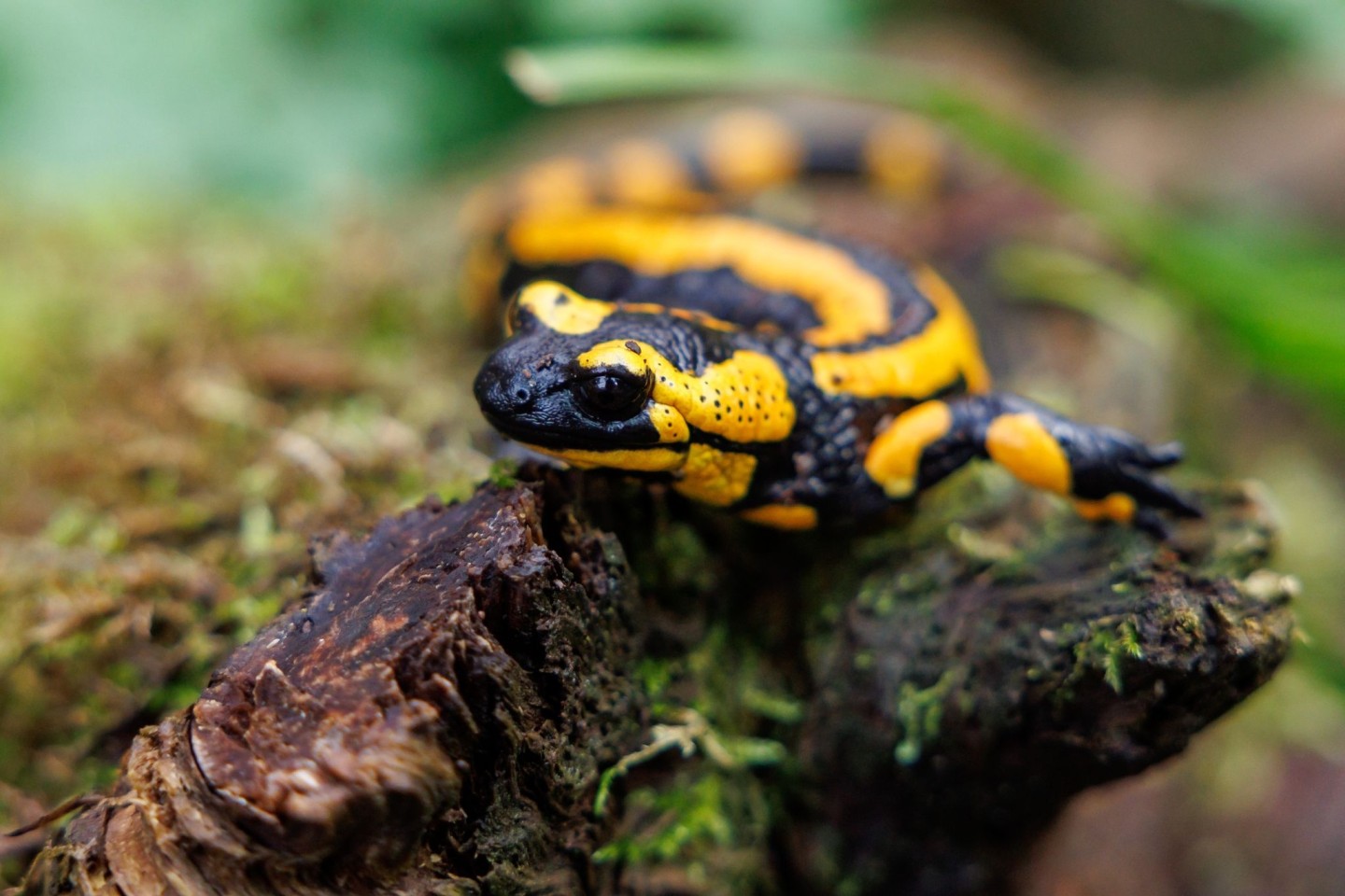 Ein Feuersalamander im Tiergarten Nürnberg. Die Art ist bedroht, unter anderem durch eine Pilzerkrankung.