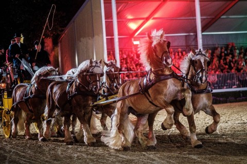 Warendorf leuchtet: Hengstparade begeistert bei Nachtpremiere