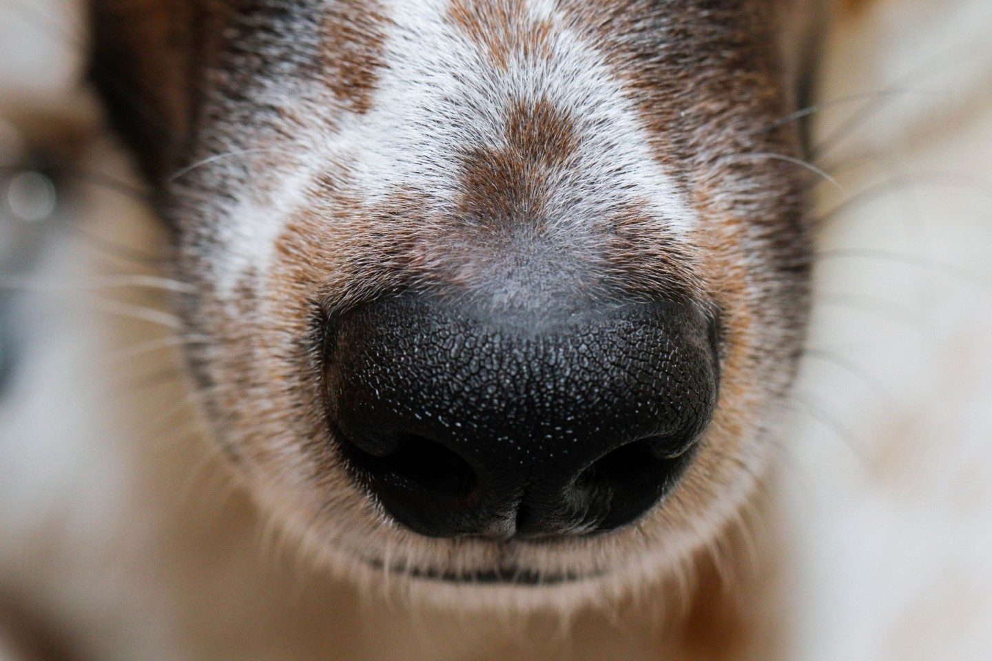 Der Mensch hat sich die phänomenale Hunde-Spürnase für die Jagd schon früh zunutze gemacht.