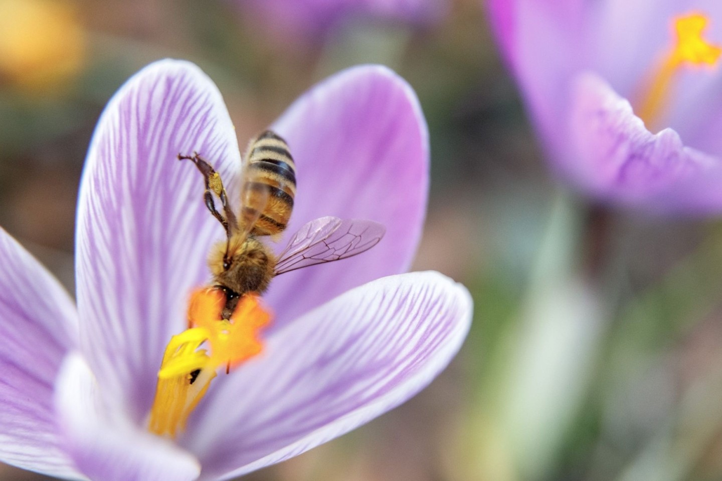 Einen Tag vor dem offiziellen Frühlingsbeginn sammelt eine Biene Nektar aus einer Krokusblüte.