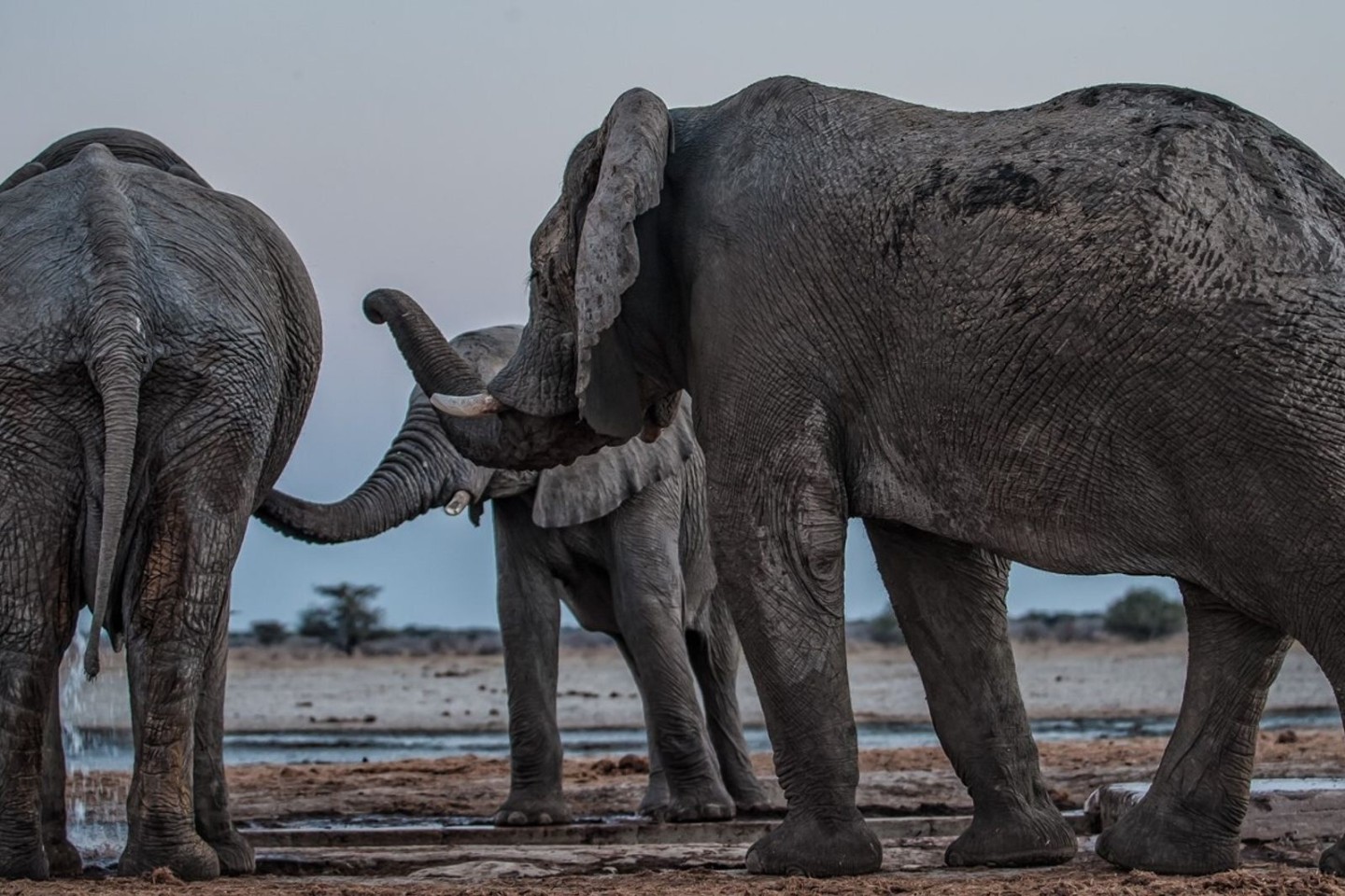 Drei Elefantenmännchen begrüßen sich am Mushara-Wasserloch in Namibia.