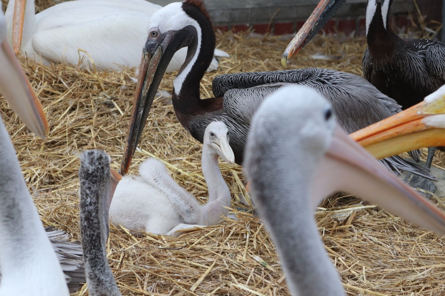 Zwei Adoptivväter kümmern sich im Berliner Tierpark um ein kleines Fleckschnabelpelikan-Küken.