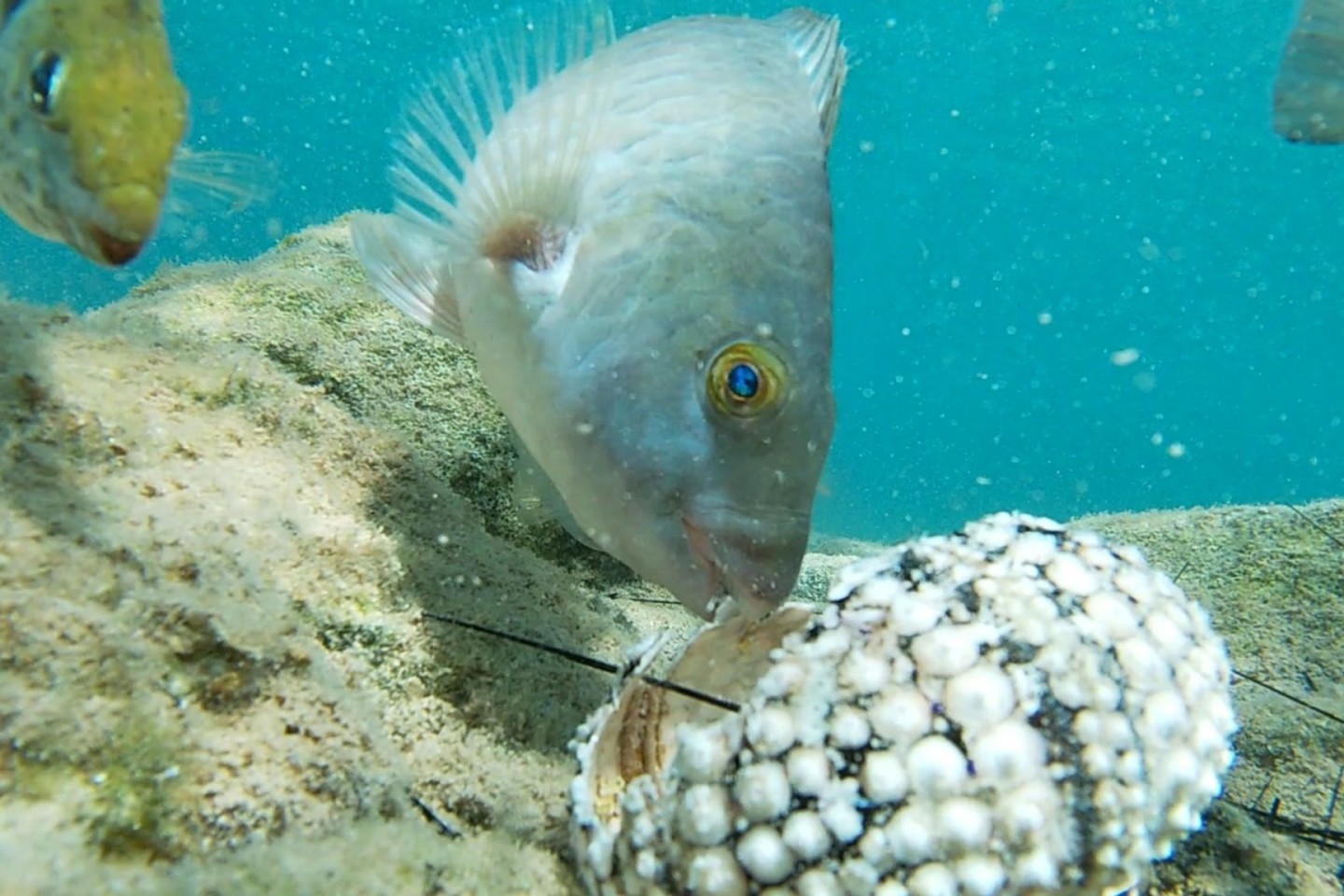 Fische fressen einen Seestern im Mittelmeer.