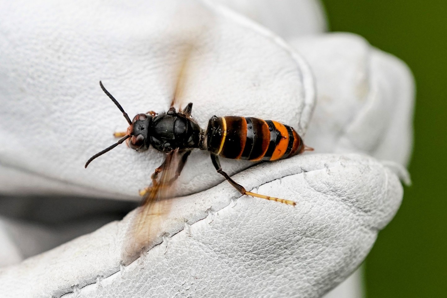 Die Asiatische Hornisse frisst andere Insekten.