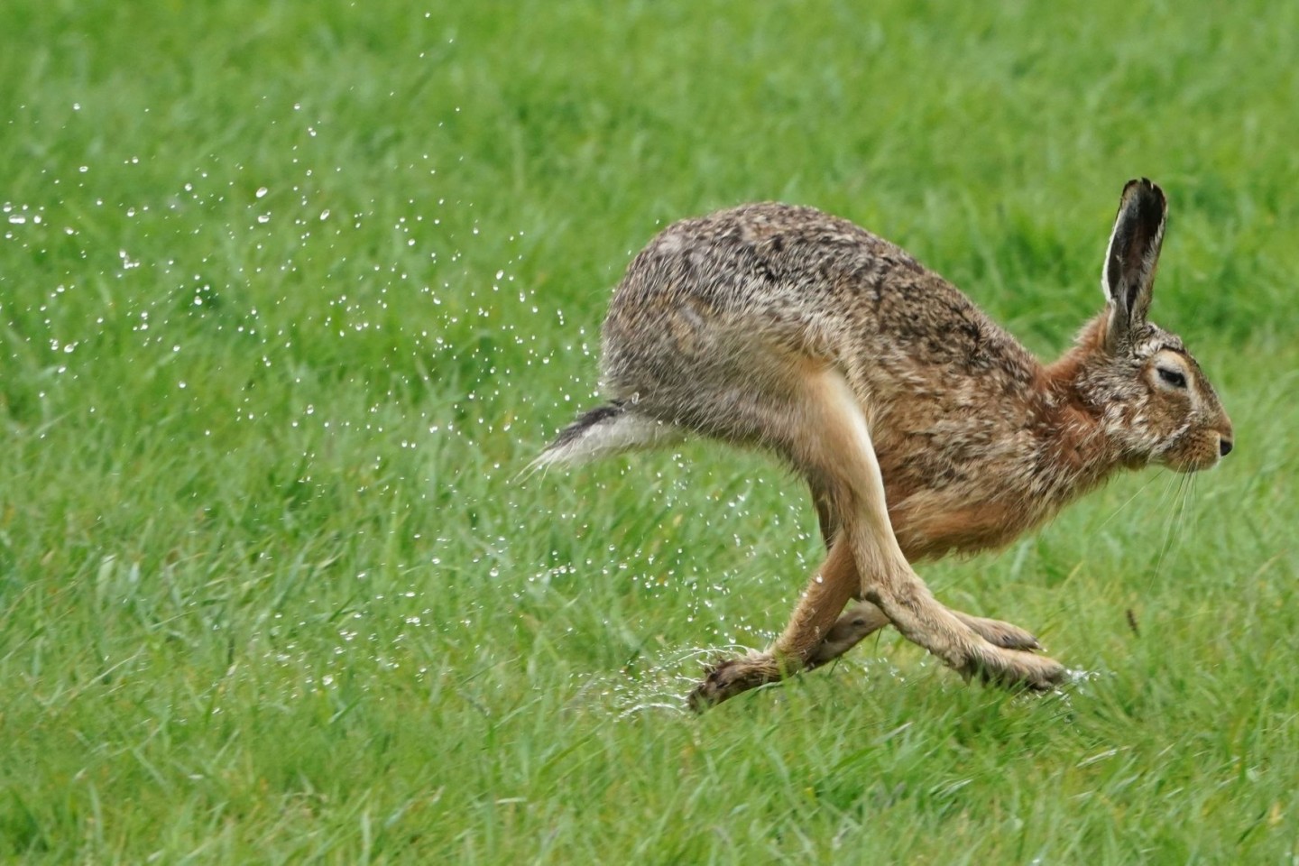 Feldhasen sind in Deutschland nahezu flächendeckend verbreitet.