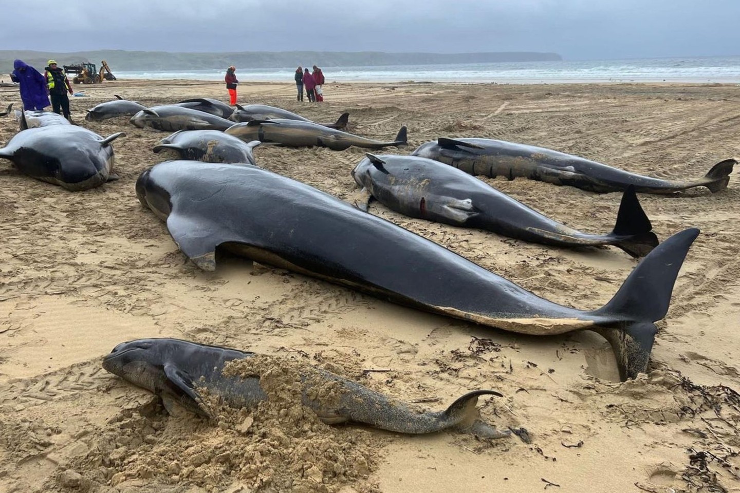 Grindwale an einem Strand auf der Isle of Lewis im Nordwesten Schottlands.