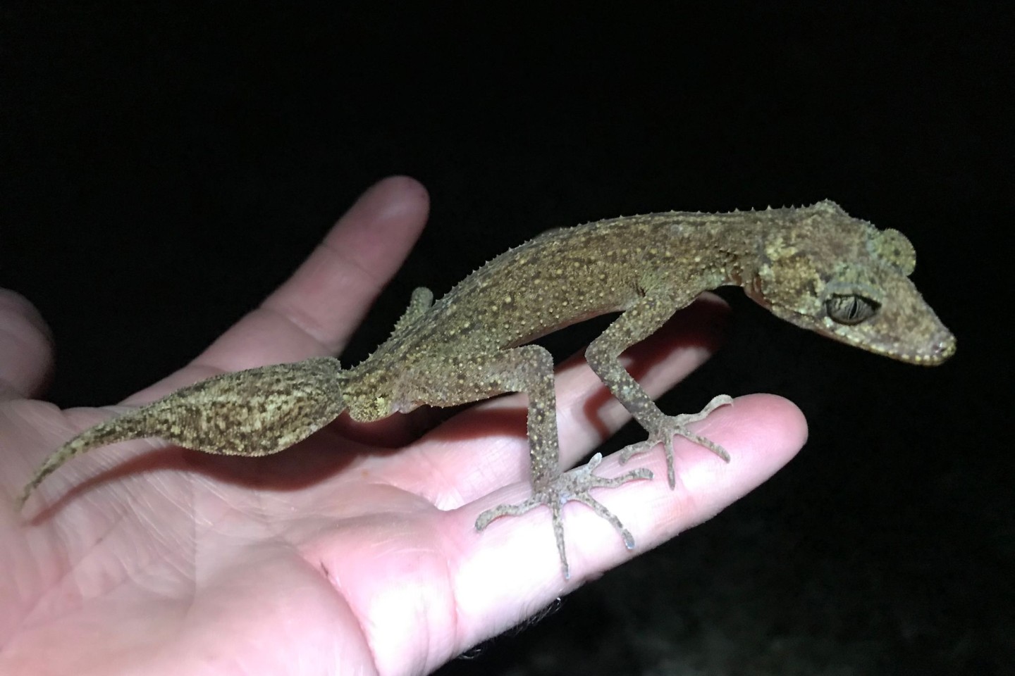 Der neu entdeckte «Scawfell Island Blattschwanzgecko» (Phyllurus fimbriatus).