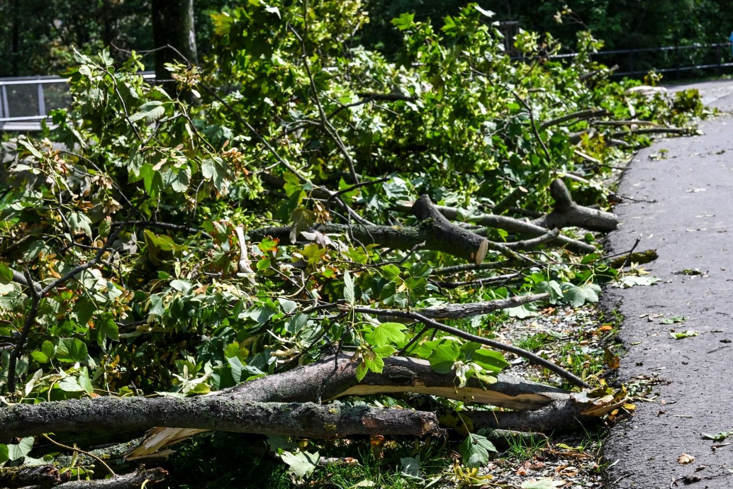 Umgestürzte Bäume und abgebrochene Äste nach dem Unwetter in Erfurt.