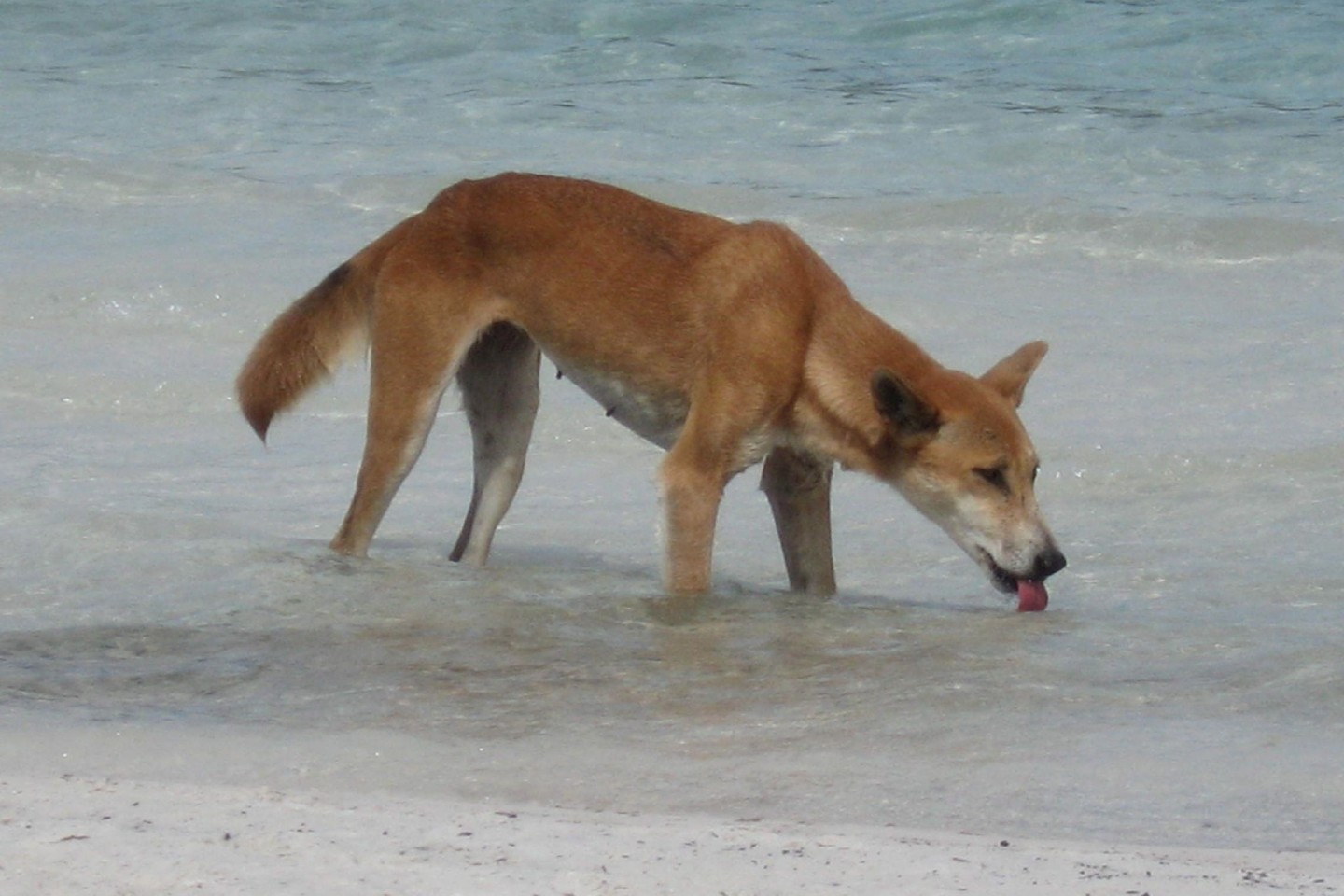 Dingos sind verwilderte Haushunde.