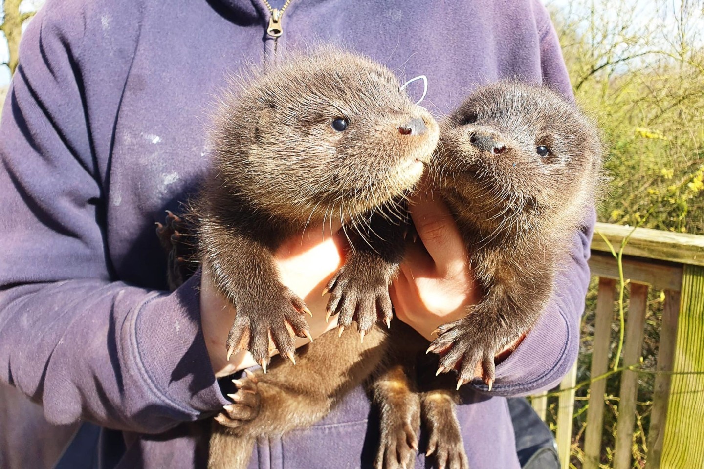 Harvey und Hazel haben sich in der Wildtierstation in Klein Offenseth-Sparrieshoop gut eingelebt.