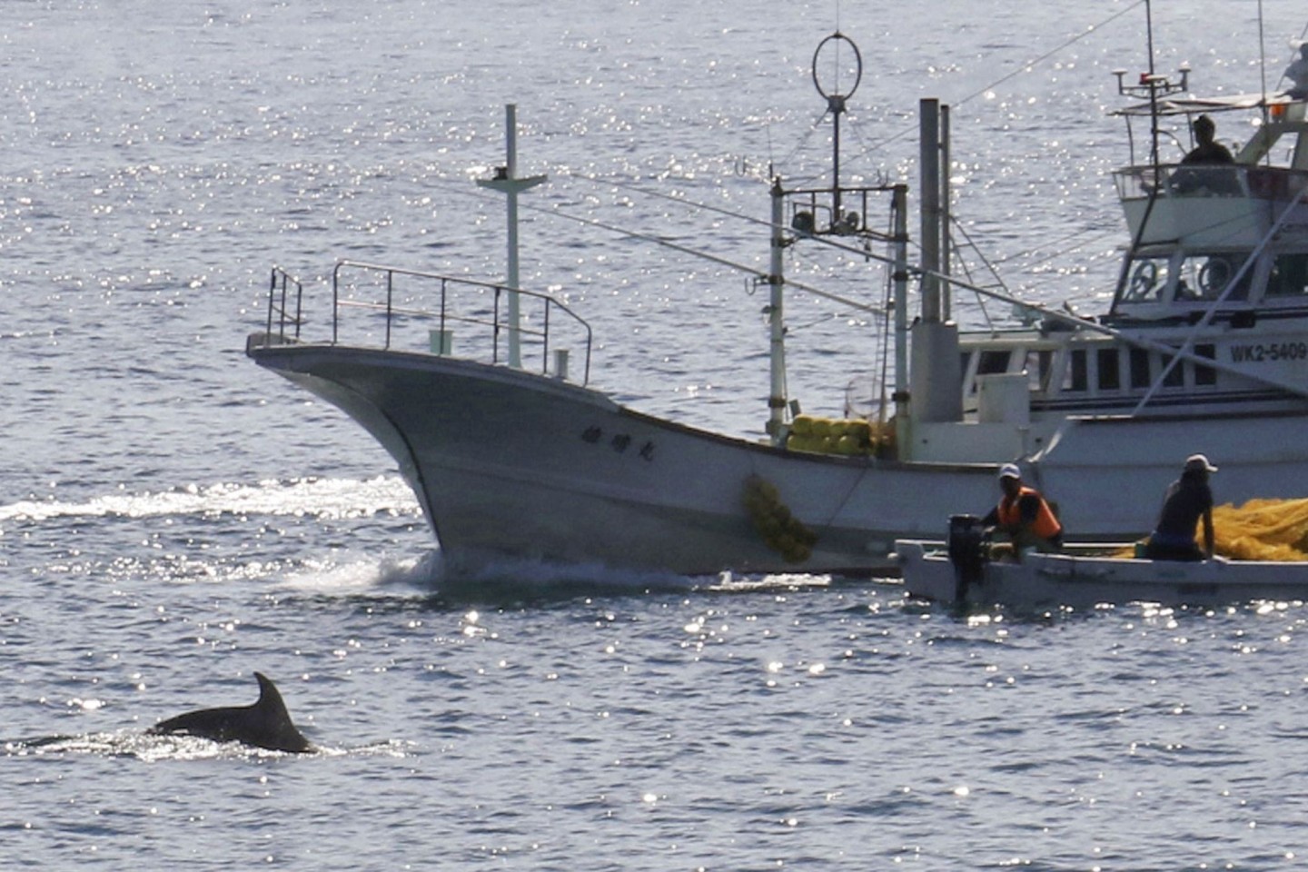 In den Gewässern vor Taiji findet am 01.09.2020 die erste Treibjagd der Saison auf Delfine und andere Kleinwale statt.