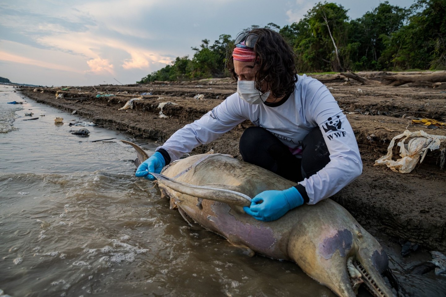 Eine Mitarbeiterin des brasilianischen Instituts Mamirauá untersucht einen toten Flussdelfin.