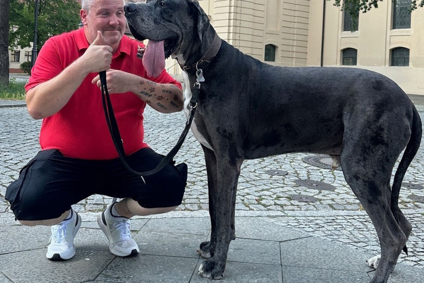 Dogge Ramses und Besitzer Patrick Hein: Schafft es der Hund als größter lebender Hund ins Guinness-Buch der Rekorde?