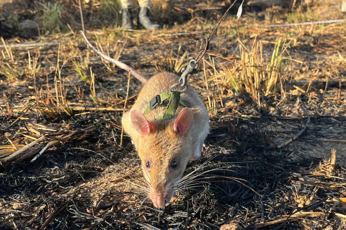 Ratte Baraka wittert auf einem Minenfeld nach vergrabenem Sprengstoff.