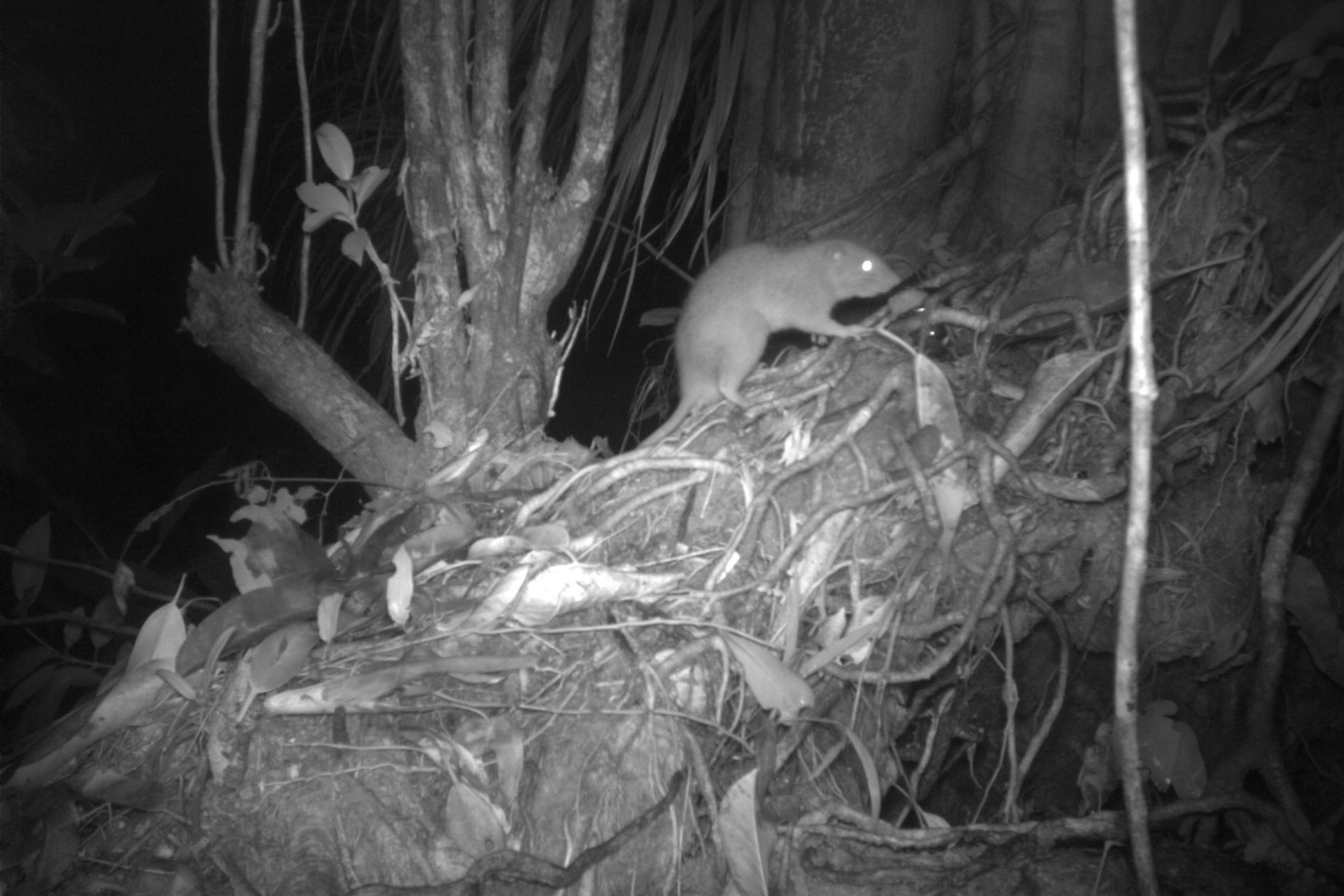 Forscher konnten erstmals eine der Riesenratten von Vangunu fotografieren.