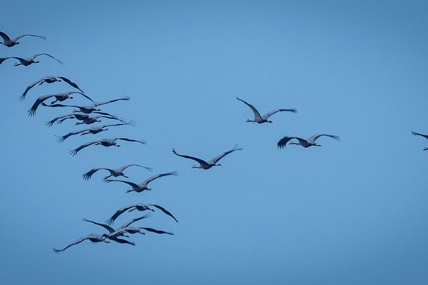 Derzeit sind viele Zugvögel unterwegs - so wie diese Kraniche, hier in Mecklenburg-Vorpommern.