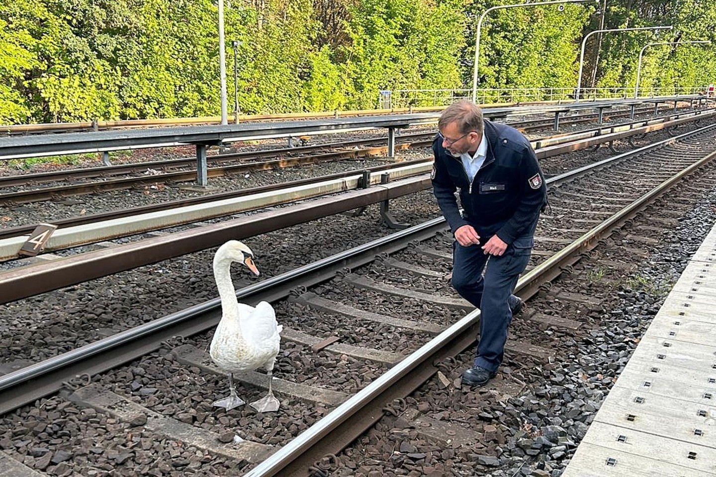 Ein Schwan und Hamburgs Schwanenvater Olaf Nieß laufen auf der Gleisanlage der Hamburger Hochbahn zwischen den Haltestellen Klein Borstel und Ohlsdorf.