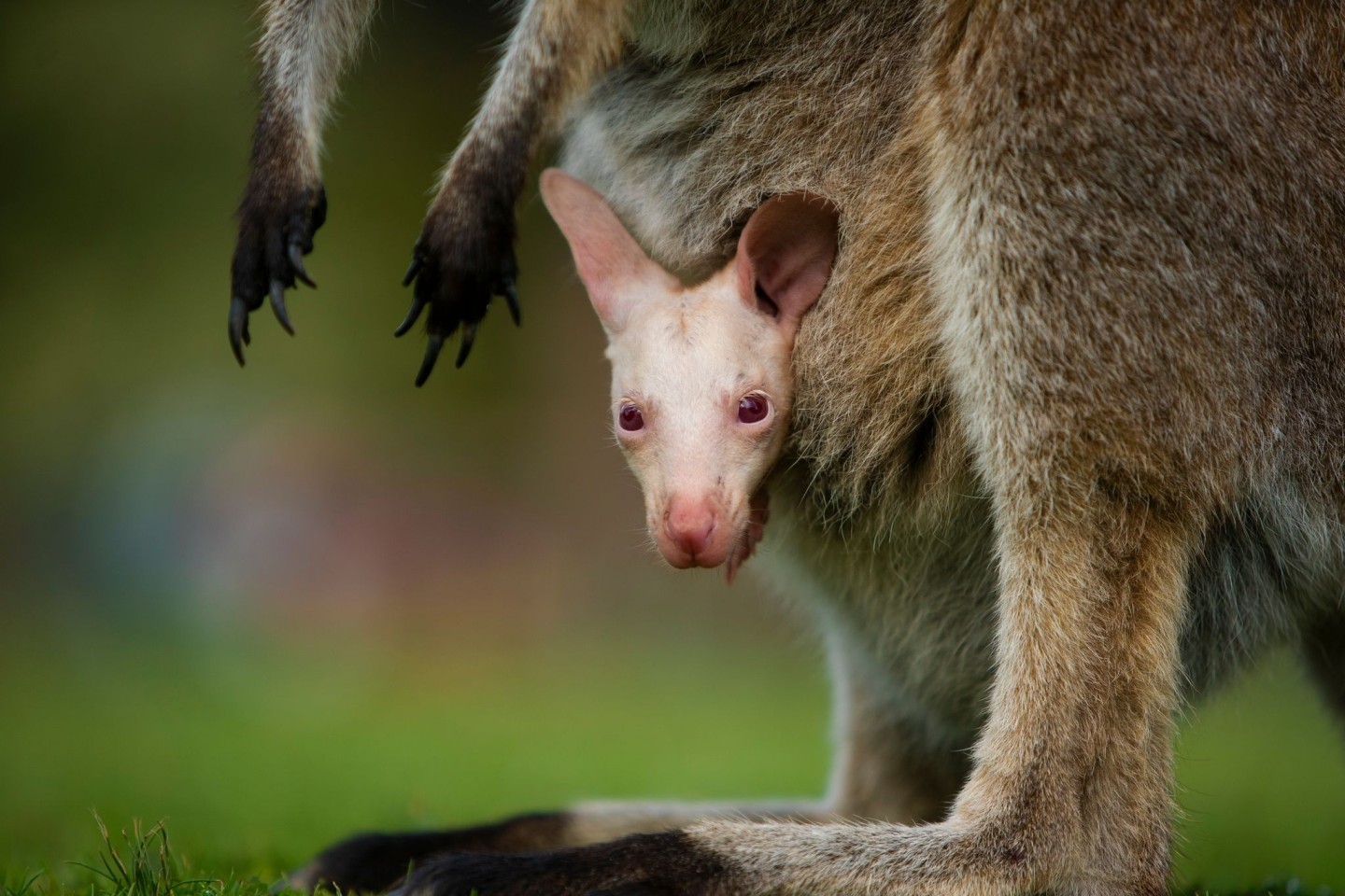 Olaf verzaubert Besucher des Tierparks südlich von Sydney.