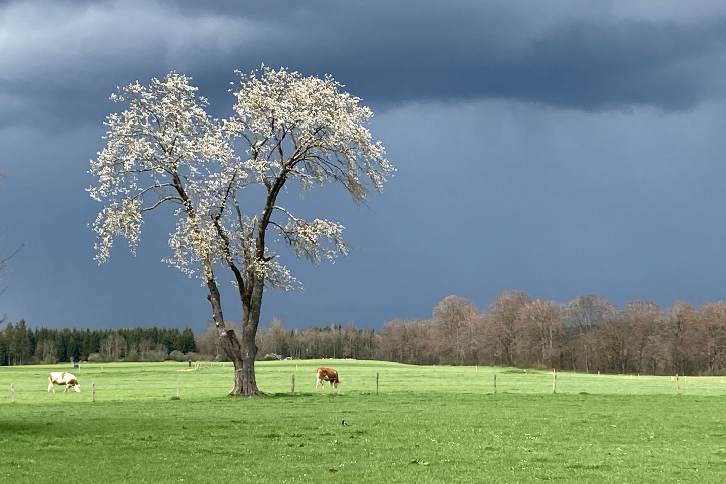 Kühe grasen nach einem Regenguss auf einer Weide in Bayern.