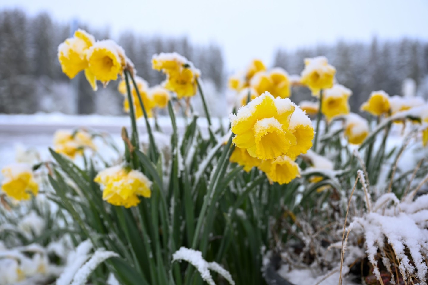 Schnee auf gelben Narzissen, auch Osterglocken genannt, in Böhemnkirch (Baden-Württemberg).