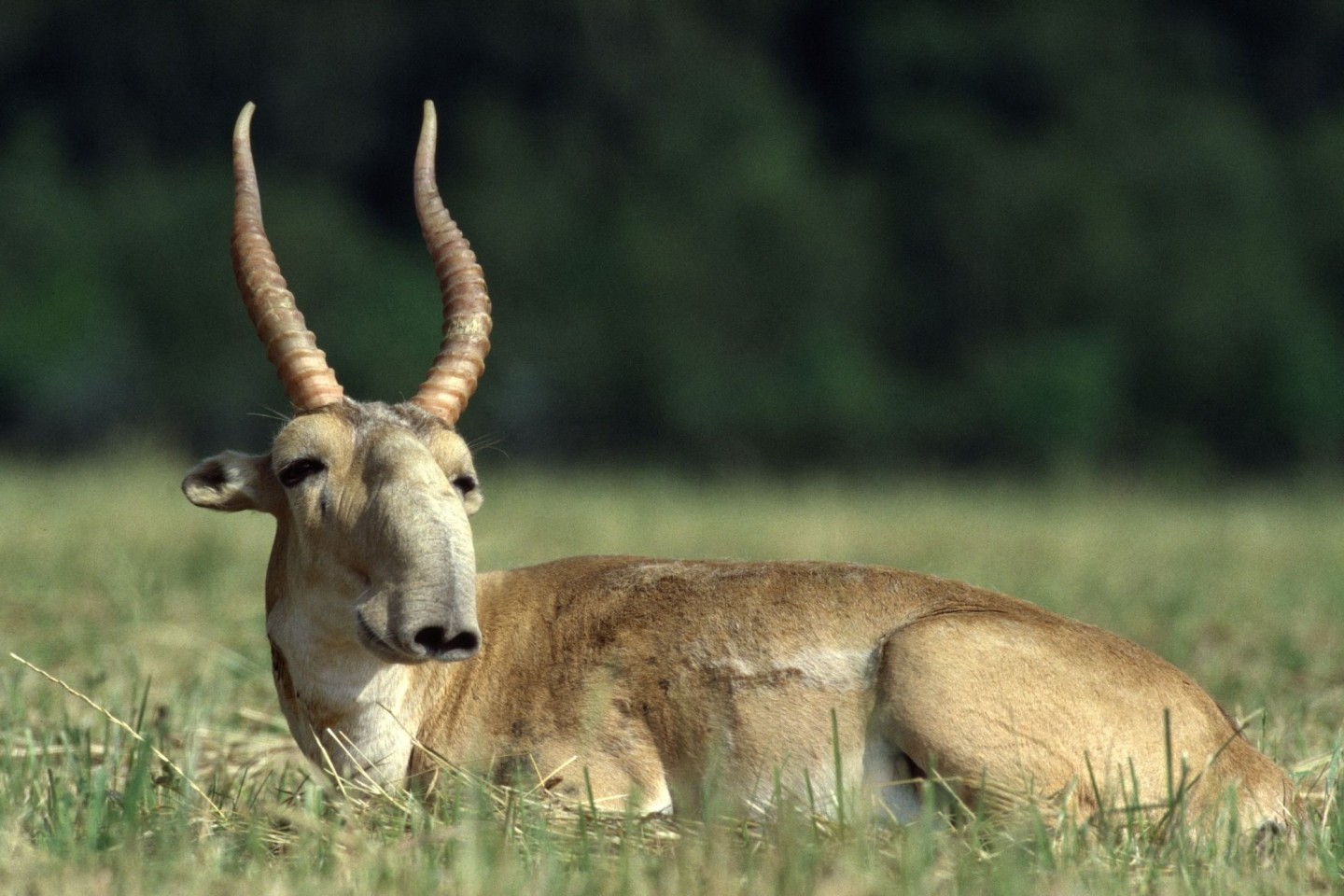 Die Maßnahmen zum Schutz der Saiga-Antilope in Zentralasien haben gut gegriffen.