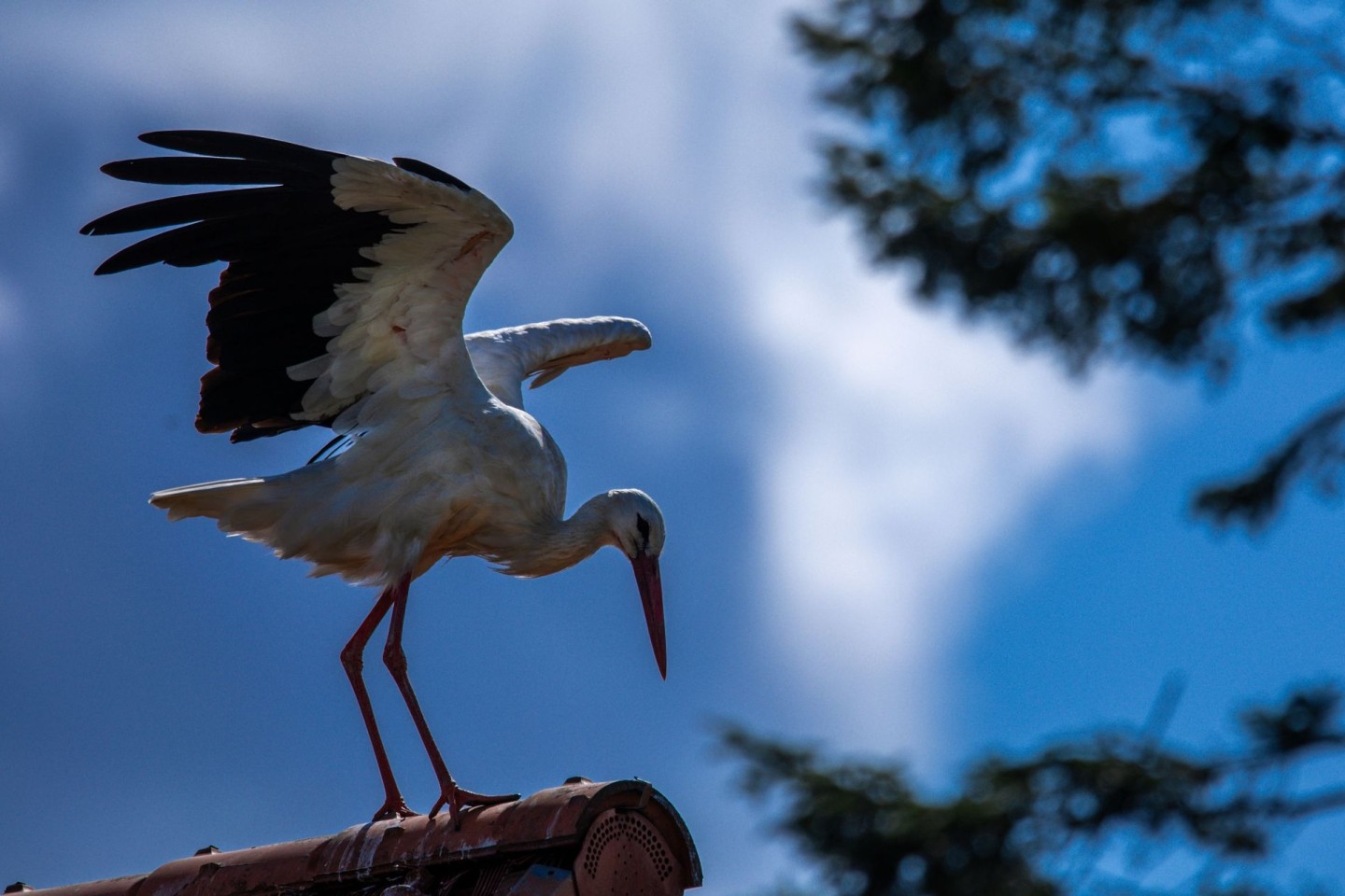 Erst vor rund 1000 Jahren kam der Storch nach Norddeutschland (Archivbild)