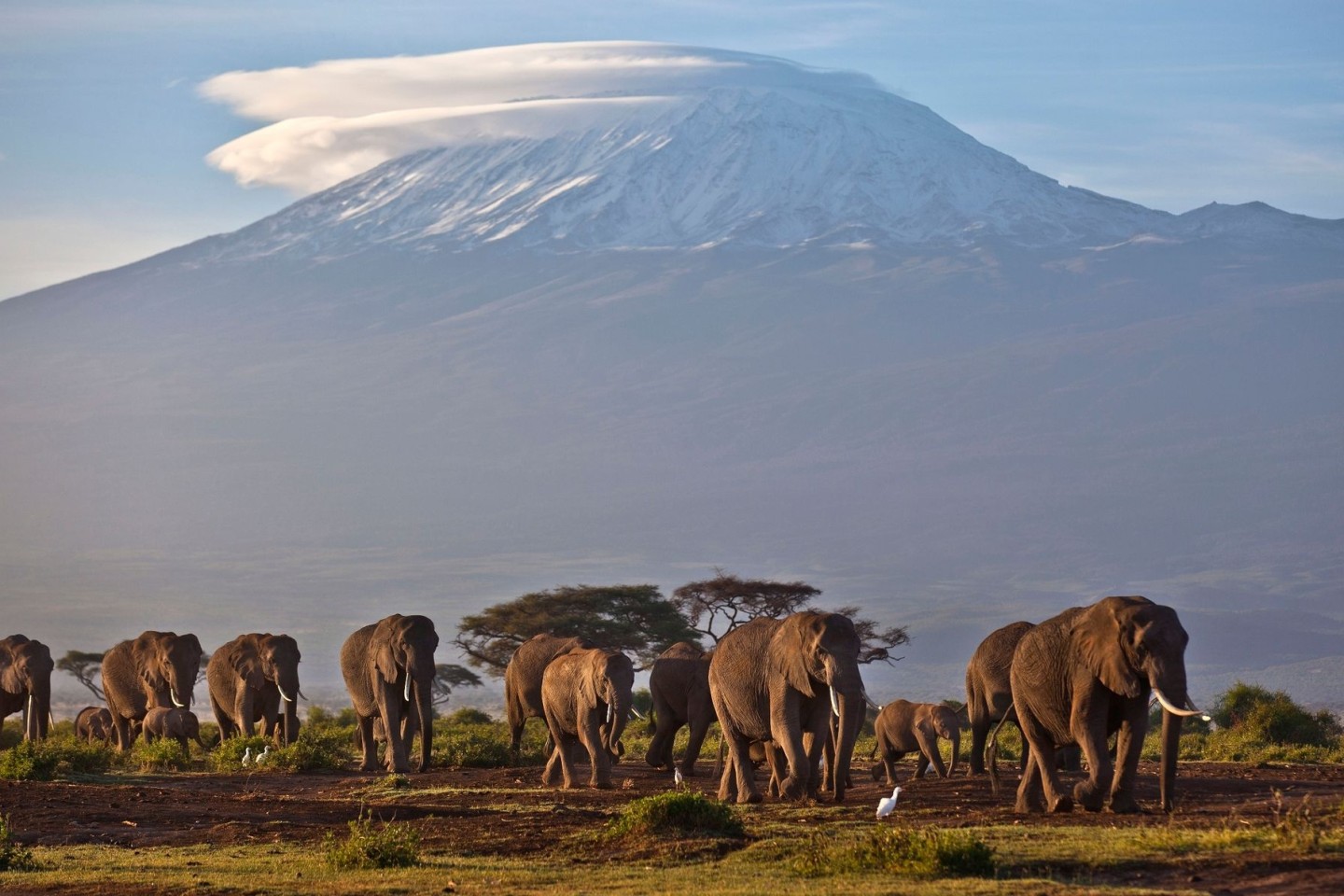 Eine Elefantenherde streift bei Sonnenaufgang im Amboseli-Nationalpark über eine Ebene. Im Hintegrund: der Kilimandscharo.