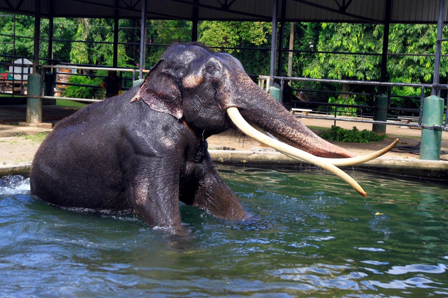 Elefant Sak Surin nimmt ein Bad im Dehiwala Zoo in Sri Lanka.