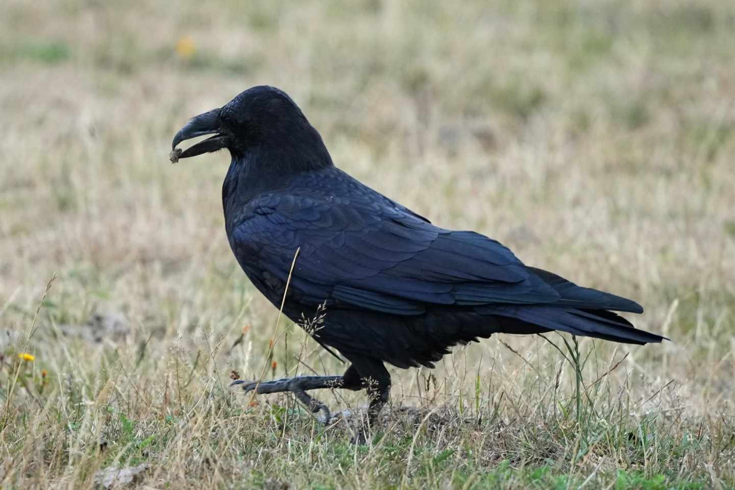 Ein Rabe (Corvidae) spaziert im brandenburgischen Wildpark Schorfheide mit Futter im Schnabel über eine Wiese.