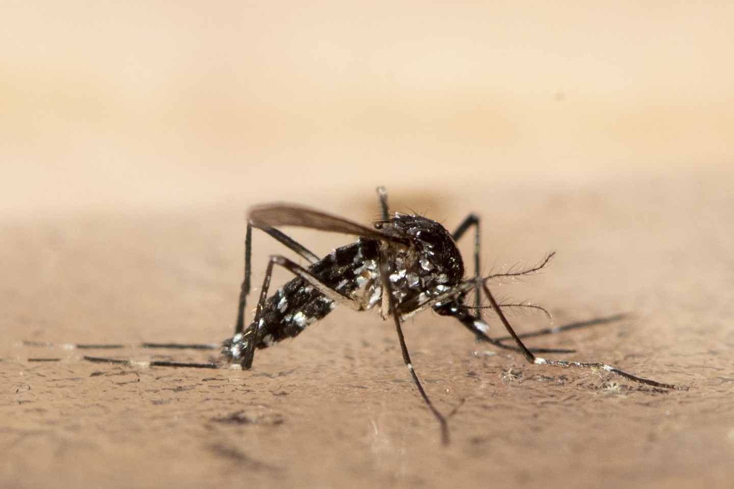 Eine Asiatische Tigermücke. Infektionskrankheiten werden aus Sicht von Infektiologen allein durch die Klimakrise in den kommenden Jahrzehnten deutlich zunehmen.