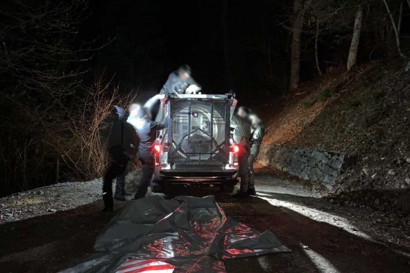 Mitarbeiter des Trentiner Forstkorps bereiten den Transport der Bärin JJ4, die in der Nacht mit Hilfe einer großen Rohrfalle gefasst wurde, in ein Wildreservat vor.