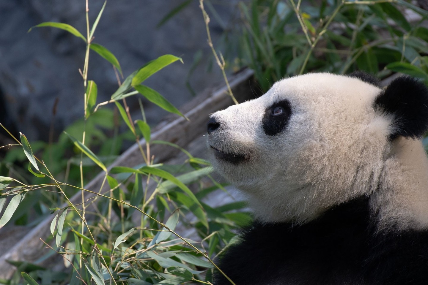 Bei Panda-Dame Meng Meng wurde eine verstärkte Aktivität der Gebärmutter festgestellt. (Archivbild)