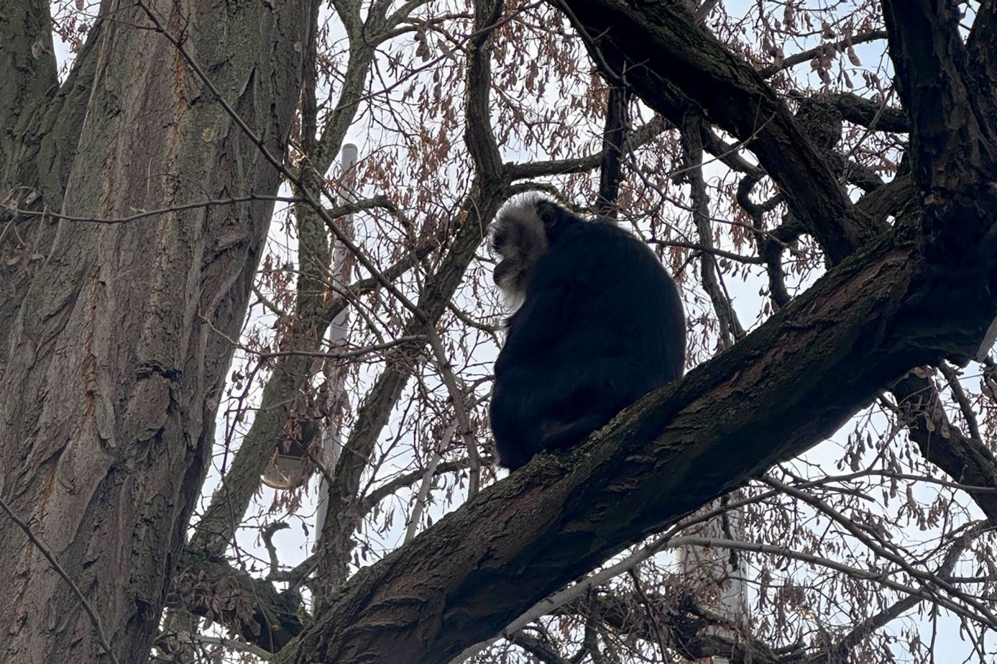 Der aus dem Zoo Leipzig gestohlene Bartaffe Ruma wurde wiedergefunden.