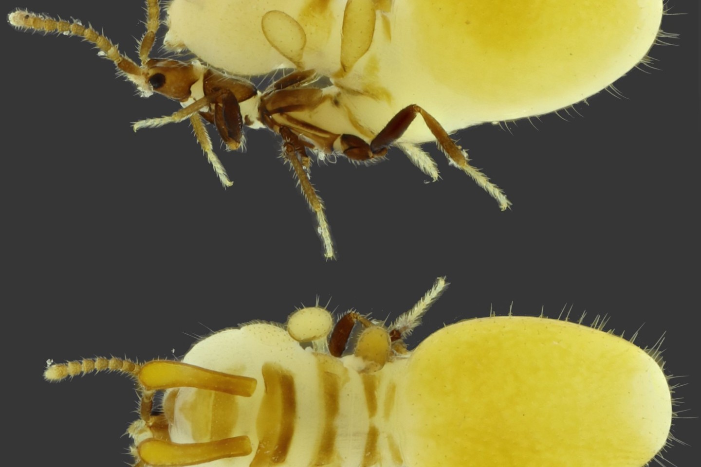 Käfer: Die Sinnesorgane der Käfer - Käfer - Insekten und