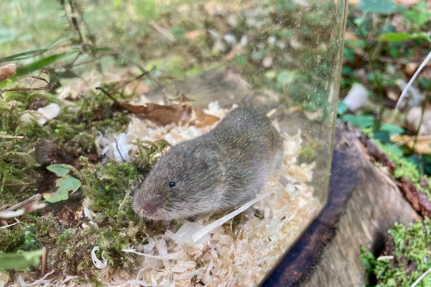 Eine Bayerische Kurzohrmaus (Microtus bavaricus) sitzt in einer Lebendfalle.